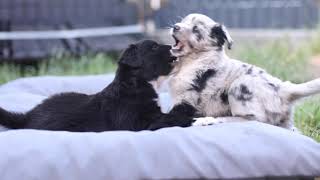 Australian Shepherd Puppies / 5 Weeks old