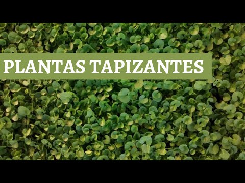 , title : 'Conoce todos los tipos de PLANTAS RASTRERAS, TAPIZANTES o CUBRESUELOS🍂'