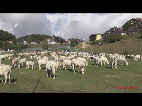 PANORAMICA DELLA MANDRIA DI MUCCHE AL PASCOLO A PRATO NEVOSO. (CN) DOM.  19 - 9 - 2021.