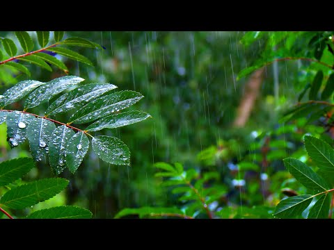 Rainforest Rain Sounds for Sleeping or Studying ????️ White Noise Rainstorm 10 Hours