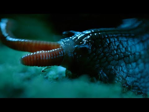 Giant Snail With 6,000 Teeth Inhales Earthworm Like A Piece Of Spaghetti