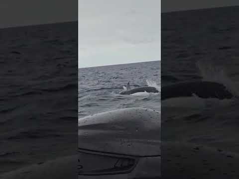 Orca / Killer Whale hunting Green Sea Turtles near Isabela, Galapagos (06.18.26)