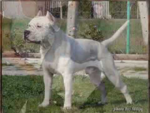 treca smjena(sajfer )feat tanjo mc -rajvosa beton