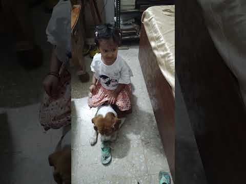 MISTY IS PLAYING WITH BEAGLE DOG