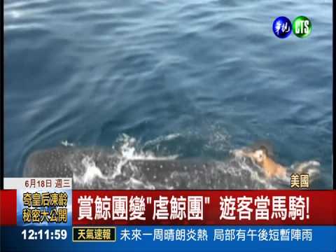 "鯨鯊"當馬騎! 遊客脫序虐動物