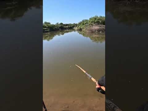 Pesca de Bagres y Bogas en el canal de los puestos, Tucumán #pesca #fishing #rio #argentina #fish
