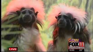 preview picture of video 'Cotton top tamarins at the NEW Zoo in Suamico'