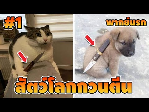 Ep.1 สัตว์โลกกวนตีน - [ พากย์นรก ] | easy boy