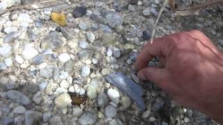 preview picture of video 'Finding Megalodon Shark Tooth Fossils in Summerville SC'