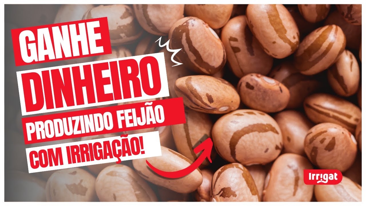 Produção de feijão: Aumente sua produção com irrigação
