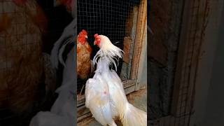 Download lagu Aseel murga fighting TikTok video #bloodline #video❤️ mp3 Download lagu Aseel murga fighting TikTok video #bloodline #video❤️ mp3