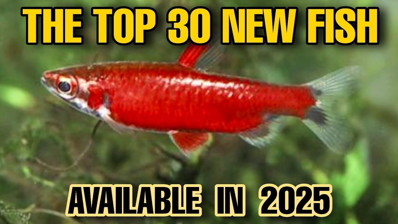 The Top 30 Fascinating New Fish Species Available in The 2025 Aquatium Hobby!
