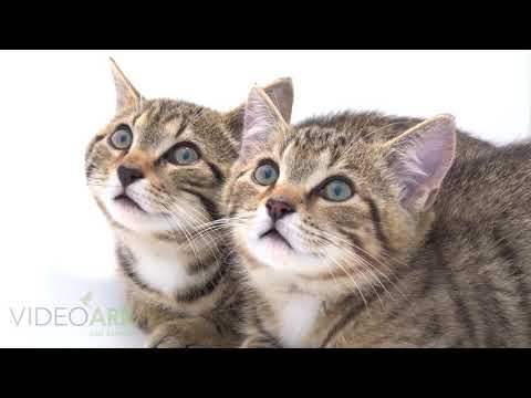 A pair of Scottish wildcats (Felis silvestris grampia) at Wildcat Haven in Scotland.