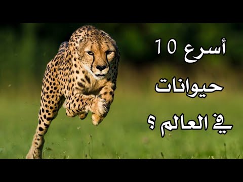 أحدهم يضاهي سرعة الفيراري : أسرع 10 حيوانات في العالم !