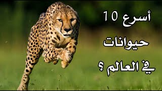 أحدهم يضاهي سرعة الفيراري : أسرع 10 حيوانات في العالم ! أحدهم يضاهي سرعة الفيراري : أسرع 10 حيوانات في العالم !