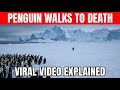 The Real Story Behind The Viral Penguin Video 2007 Antarctica Documentary Explained