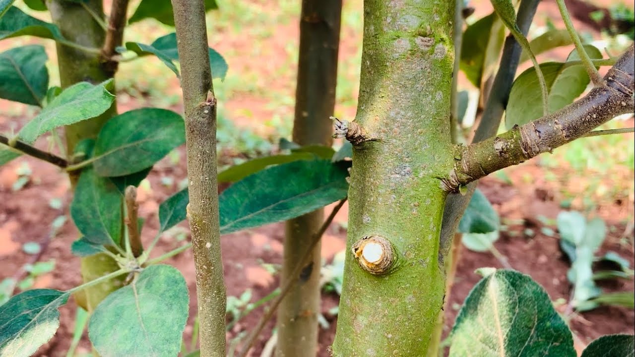 Pruning Your Apple Trees. Episode II