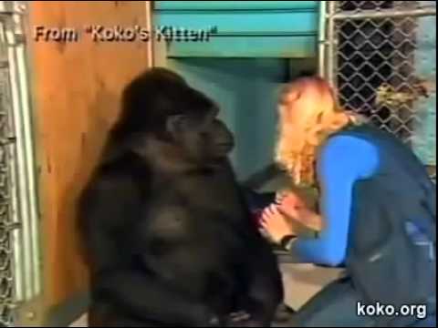 غوريلا لديها قطة اليفة تبكي عليها عندما تموت