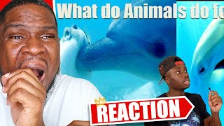 How Do Wild Animals Have Fun? (Warning: Wholesome) Casual Geographic REACTION