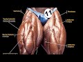 How to train quads