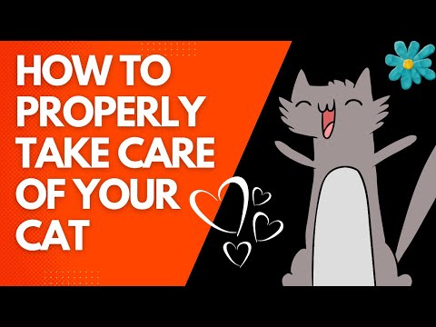 How to Properly Take Care of Your Cat So They Live a Long and Healthy Life