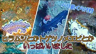 【バリ島ダイビング】ヒラムシの名前とかもう覚えられない呪文!バトゥニティでマクロダイビング(#^^#)