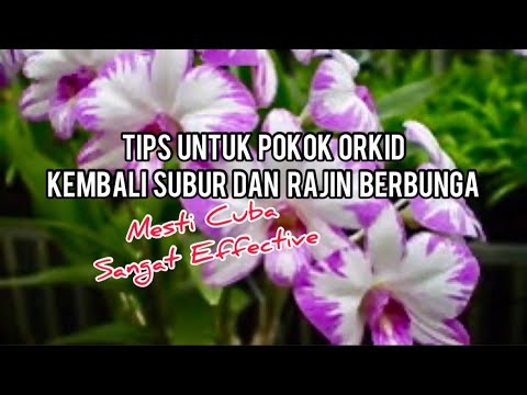 , title : 'Tips Supaya Pokok Orkid Kembali Subur Semula Dan Rajin Berbunga'