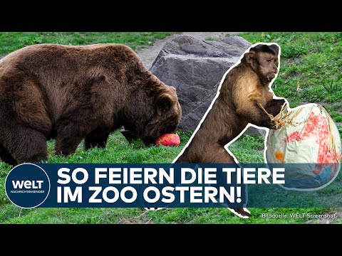 OSTERN: Schnüffeln, Suchen, Schlemmen | So feiern die Tiere in der ZOOM-Erlebniswelt das Fest!