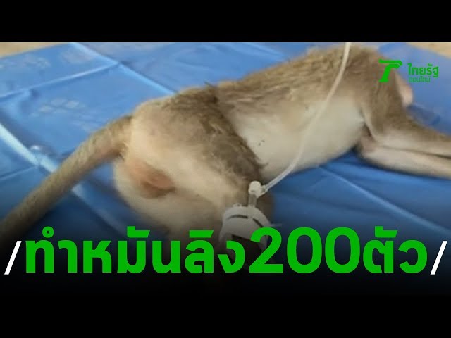 จับลิง 200 ตัวทำหมัน สร้างปัญหาชุมชน | 19-11-62 | ข่าวเช้าตรู่ไทยรัฐ