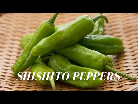 SHISHITO PEPPERS i Pimientos de Padron Una Tapa Deliciosa