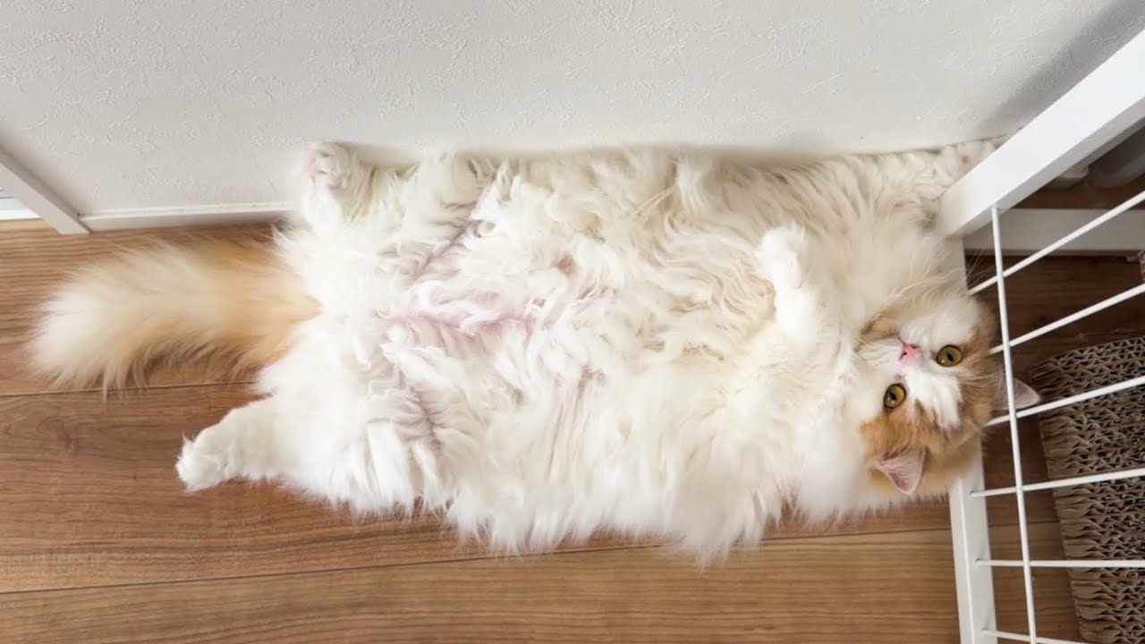 でぶ猫と言われてしまったので体重測定をした結果こうなりました！【Dreame FP10 空気清浄機】