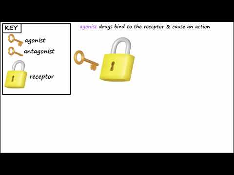 Agonist vs. Antagonist