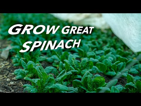 , title : 'How to Grow Spinach Organically'