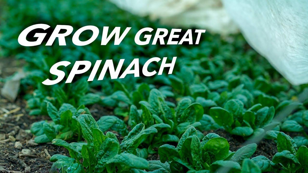 How to Grow Spinach Organically