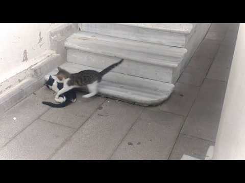 Slow Motion Funny Cat Fight