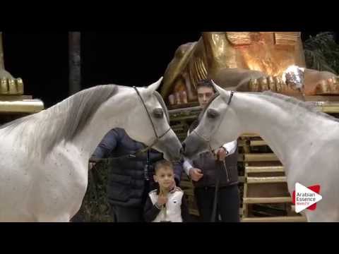 Highlights Gran Prix Fieracavalli 2015