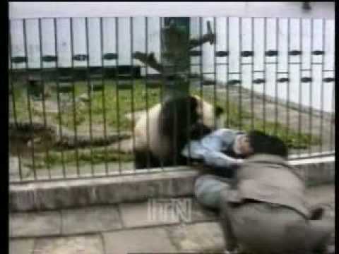 Panda Attacks Tourist