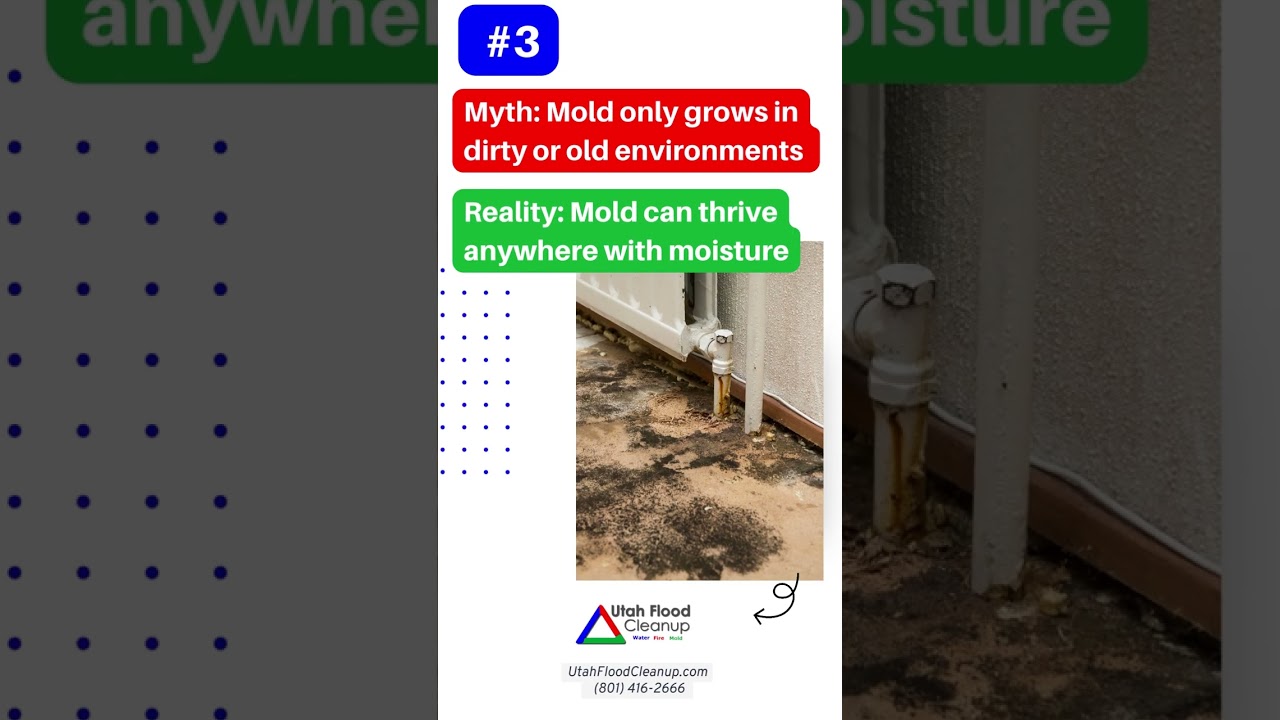 🦠 Mold Removal: Debunking the 5 Most Common Myths | Utah Flood Cleanup