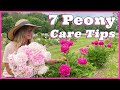 7 Peony Care Tips