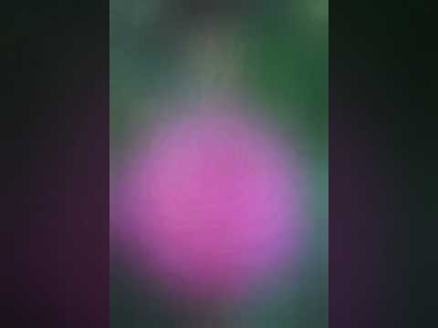 laveena laveena song