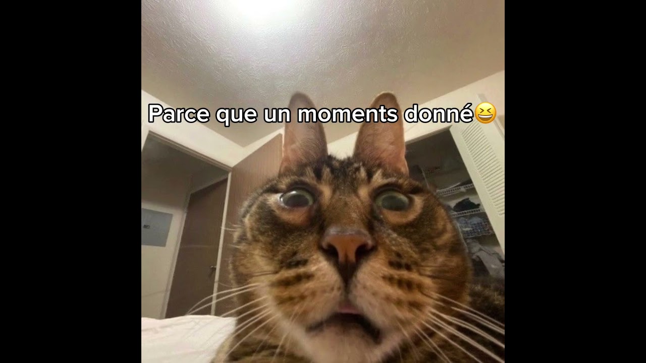 #chat #humour
