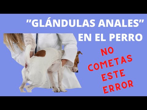 🩸🩸 Anal Glands in Dogs / How to Squeeze Them / Don't Make the Typical Mistake 🩸🩸