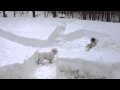 Dog Snow Maze 