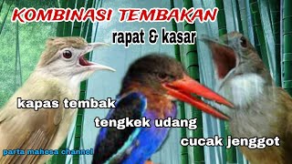 Download lagu Masteran Tembakan Kasar Kapas tembak - Tengkek udang - Cucak jenggot Untuk Burung Cucak ijo, Cendet mp3 Download lagu Masteran Tembakan Kasar Kapas tembak - Tengkek udang - Cucak jenggot Untuk Burung Cucak ijo, Cendet mp3