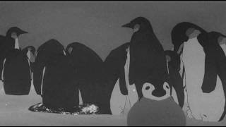Penguin Colony launch trailer teaser