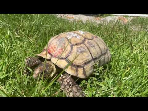 African Sulcata Tortoise ID#1136 Het for Ivory 14 in. Young Adult Male