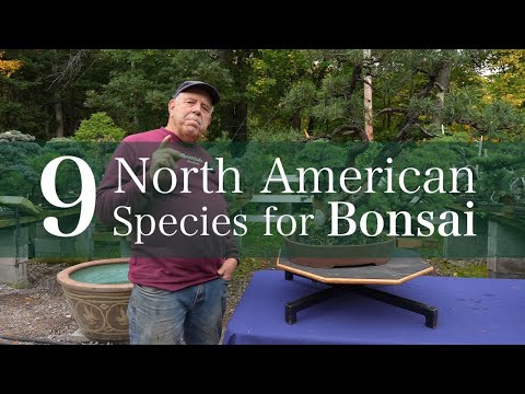 9 North American Trees That Make Incredible Bonsai
