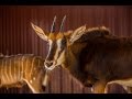 The Sable Antelope Of Timbavati Wildlife Park