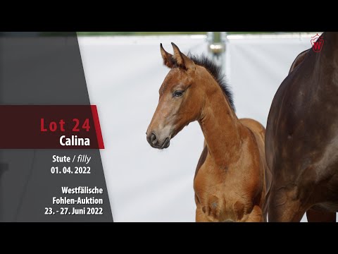 Fohlen-Auktion Lot 24 Calina Stute v. Conthargos - Cornet Obolensky