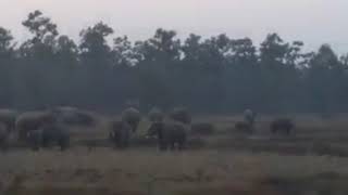 preview picture of video 'Elephants of Nayagram'